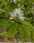 Amelanchier alnifolia